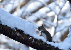 雪を食す Ⅰ