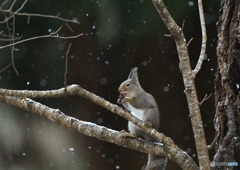 雪の朝 Ⅱ