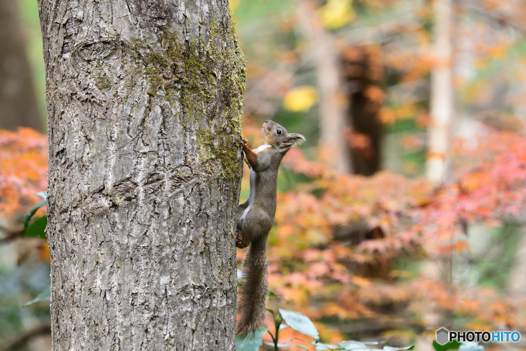 紅葉の思い出