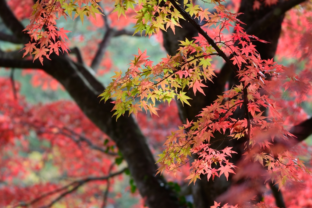 もみじ・桜色