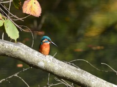 久しぶり？のカワさん