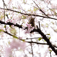 最後の桜