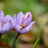 名も知らぬ花