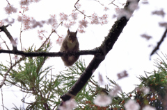 桜・りす　シリーズⅥ