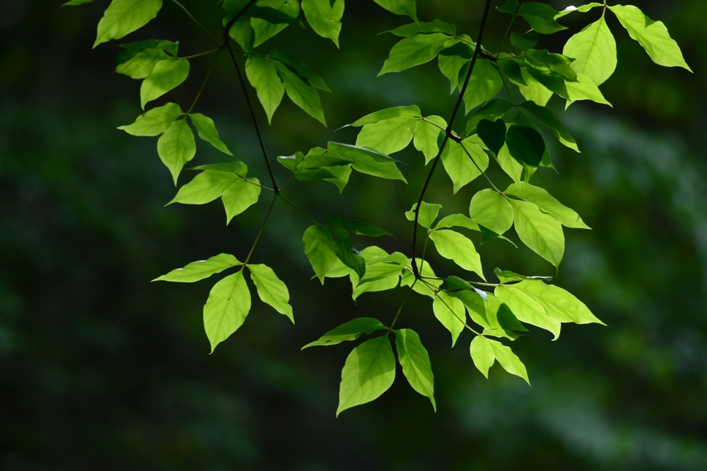 ALL　GREEN
