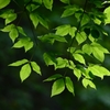 ALL　GREEN