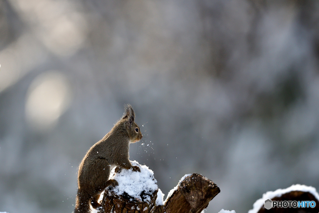 雪がつもった Ⅰ