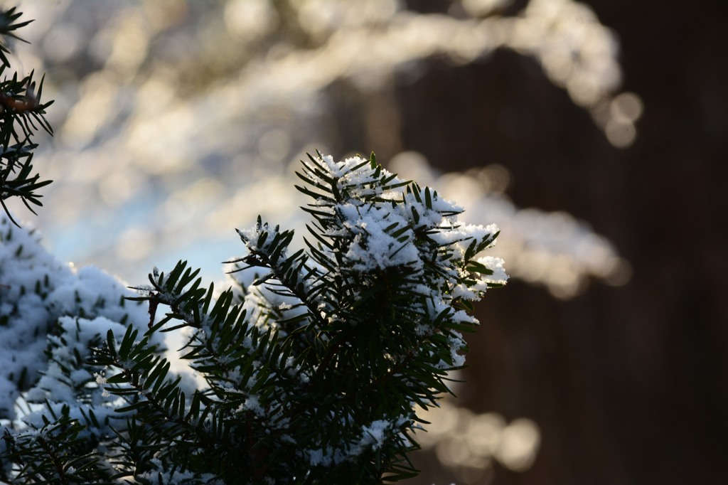 雪のイルミネーション