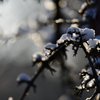 雪だ～！　Ⅱ