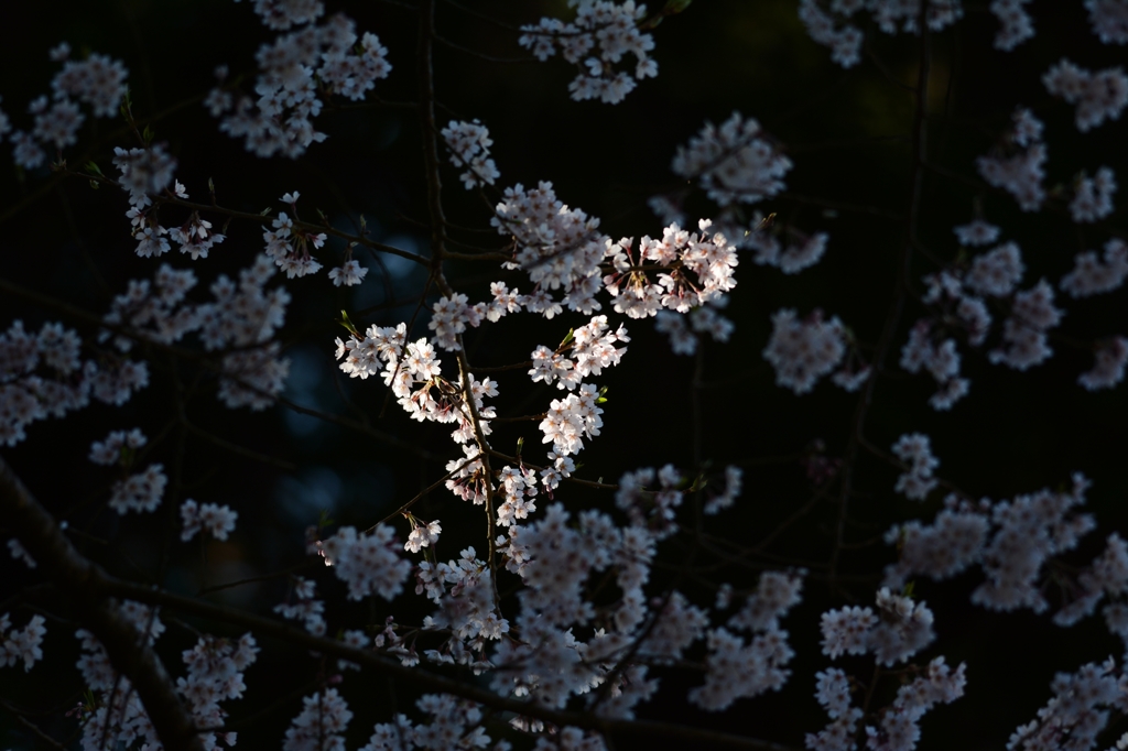 SAKURA 模様