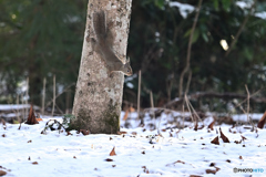 晴れ間のパトロール