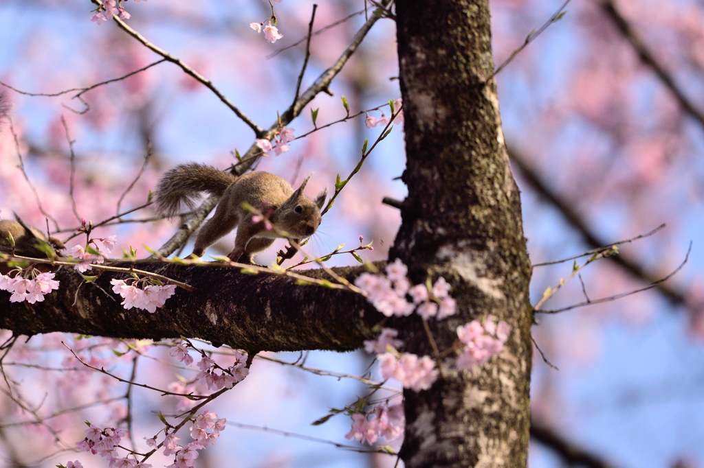 桜とリス　Ⅱ