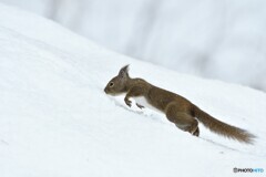 雪原に遊ぶ Ⅰ