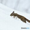 雪原に遊ぶ Ⅰ
