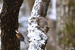 そんなに積もらず良かったね