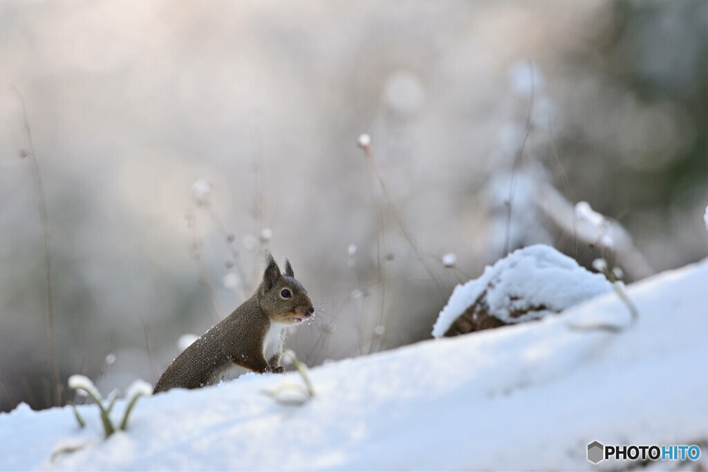 雪ふわり
