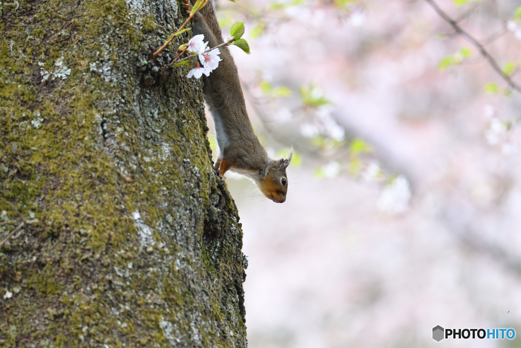 桜色