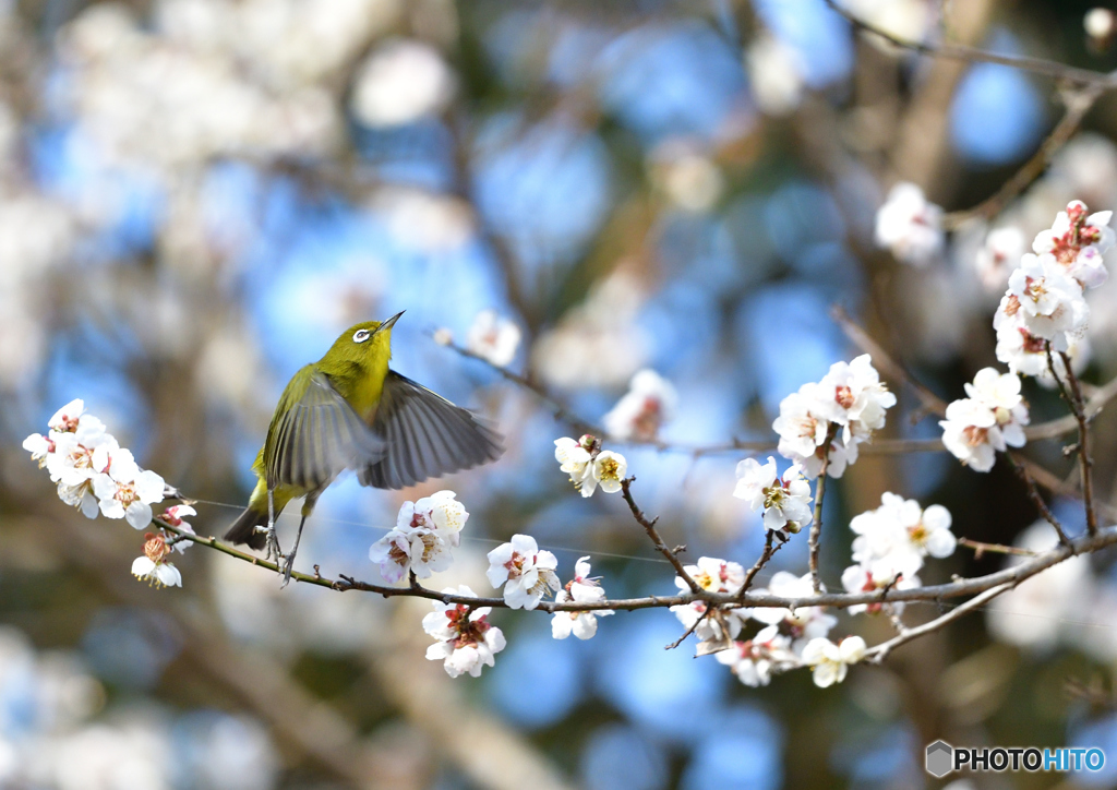春の定番 Ⅱ