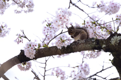 桜・リス　追加版　Ⅲ