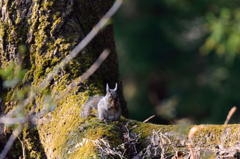 今朝の公園　Ⅱ
