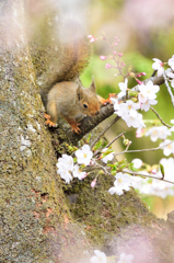 桜の思い出　Ⅱ