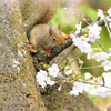 桜の思い出　Ⅱ