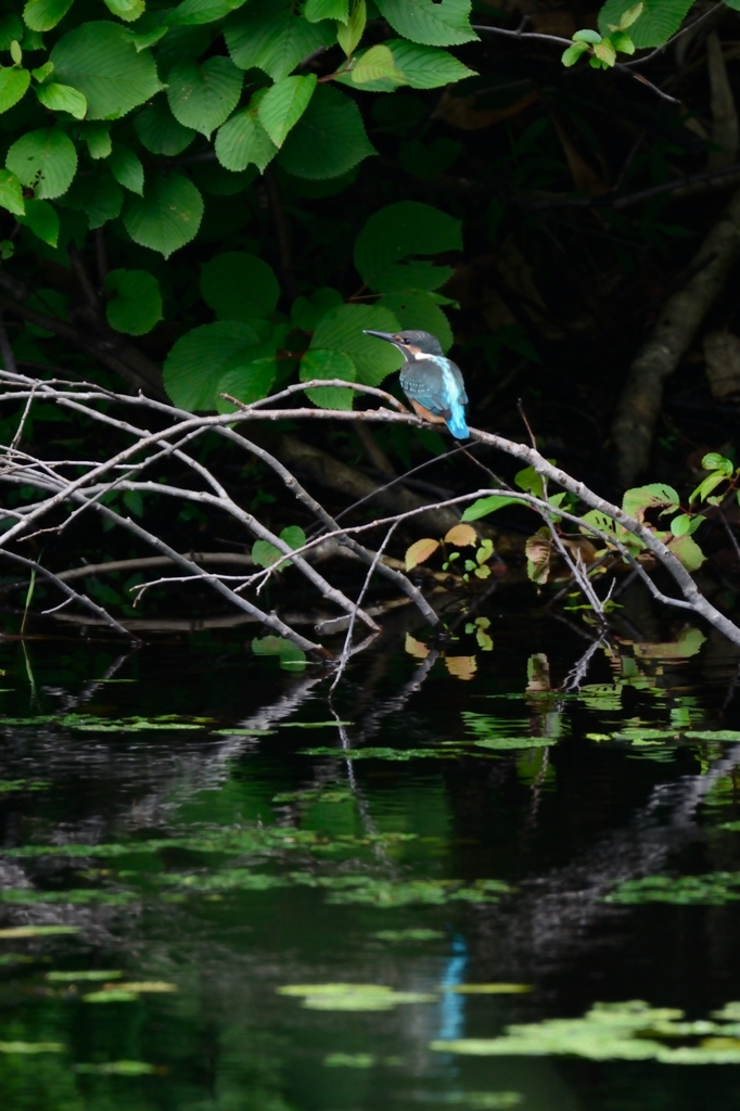 カワセミのいる風景　１