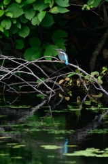 カワセミのいる風景　１