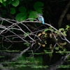 カワセミのいる風景　１