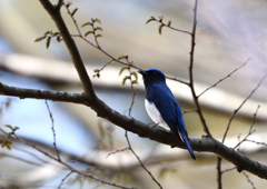 行く鳥、来る鳥 Ⅰ