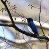 行く鳥、来る鳥 Ⅰ