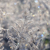 霜花　Ⅰ