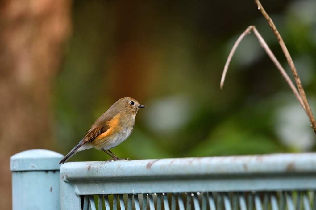 行く鳥、来る鳥 Ⅱ