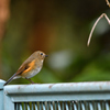 行く鳥、来る鳥 Ⅱ