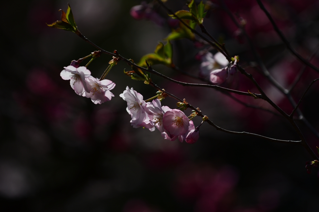 八重桜