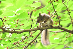 グルメ