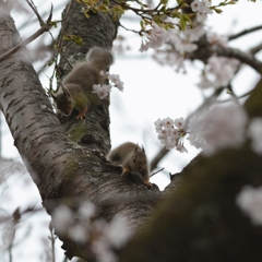 桜にリス　Ⅲ