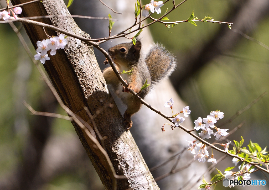 桜  (新緑）