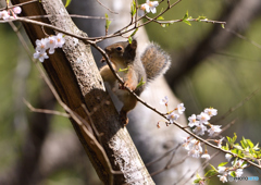 桜  (新緑）