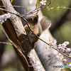 桜  (新緑）
