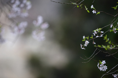 桜　なごり