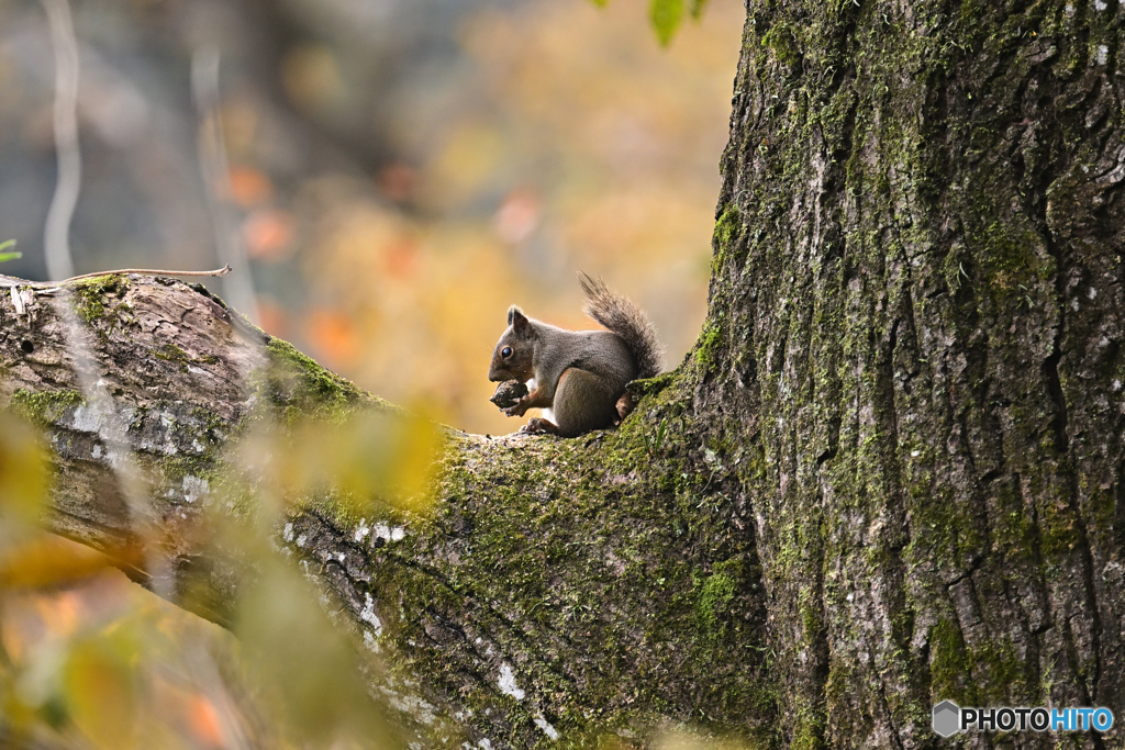 カリカリ・・・