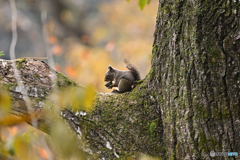 カリカリ・・・