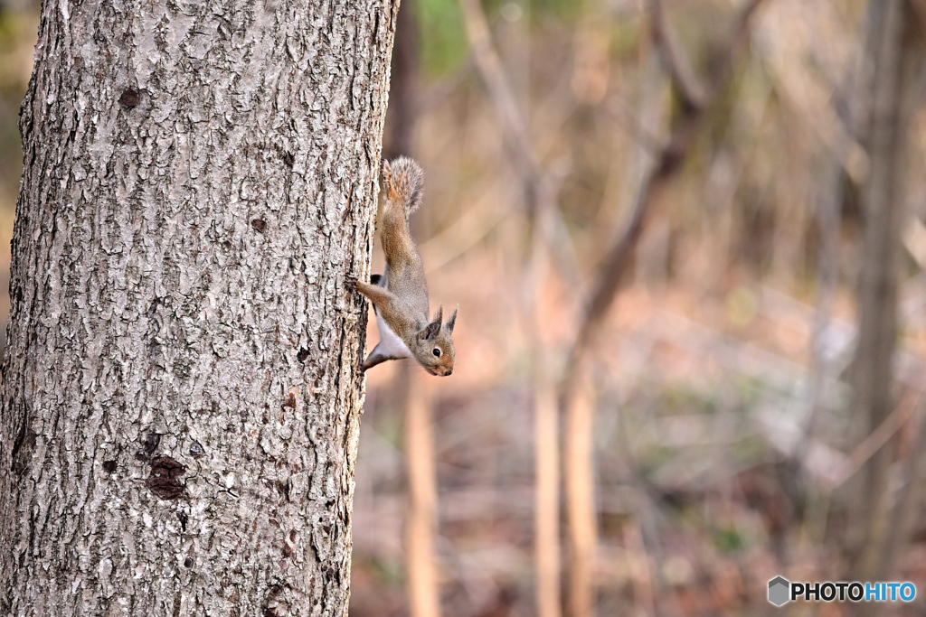 初春の林に遊ぶ Ⅱ