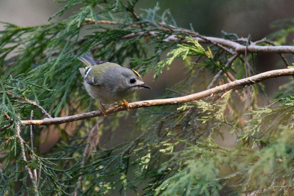 今朝の鳥さん　キクちゃんⅡ