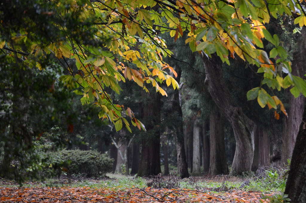 雨の公園と紅葉
