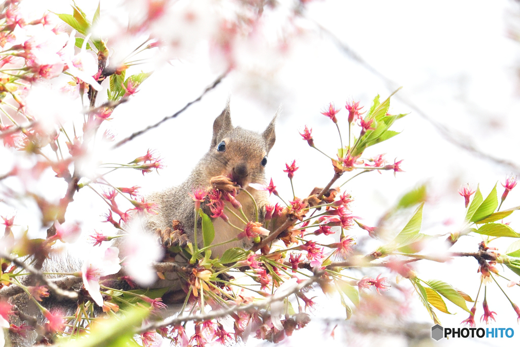 おチビちゃんと桜（２）