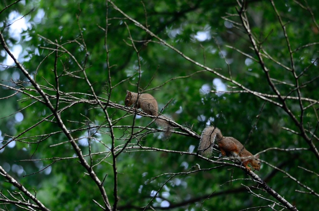 今朝の朝食　４
