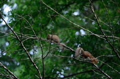 今朝の朝食　４