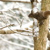 雪の林で